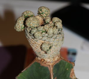 Sprosse an Euphorbia piscidermis