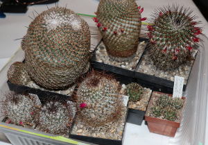 verschiedene Pflanzen von Mammillaria huitzilopochtli