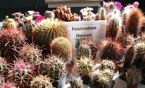 Faszination Dornen