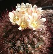 acharagma_aguirreanum_20170319_1433579351