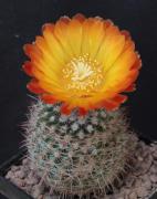 Parodia-speggazziniana