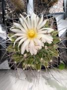 IMG20240714135853Thelocactus-rinconensis-