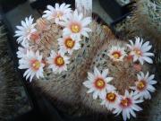 Mammillaria-pennispinosa-1230
